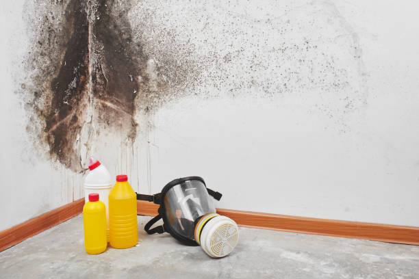 Best Certified Mold Removal  in Grayson, KY