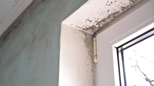 Best Toxic Mold Removal  in Grayson, KY