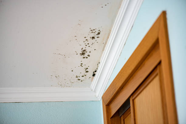 Best Mold Inspection  in Grayson, KY