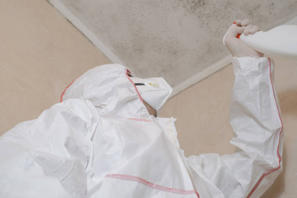 Professional Mold Removal in Grayson, KY