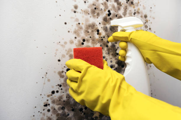 Best Mold Cleaning Services  in Grayson, KY